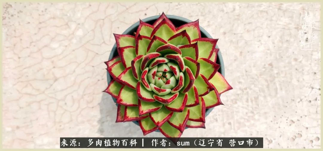 养多肉是一个很治愈的过程,养多肉是一种爱