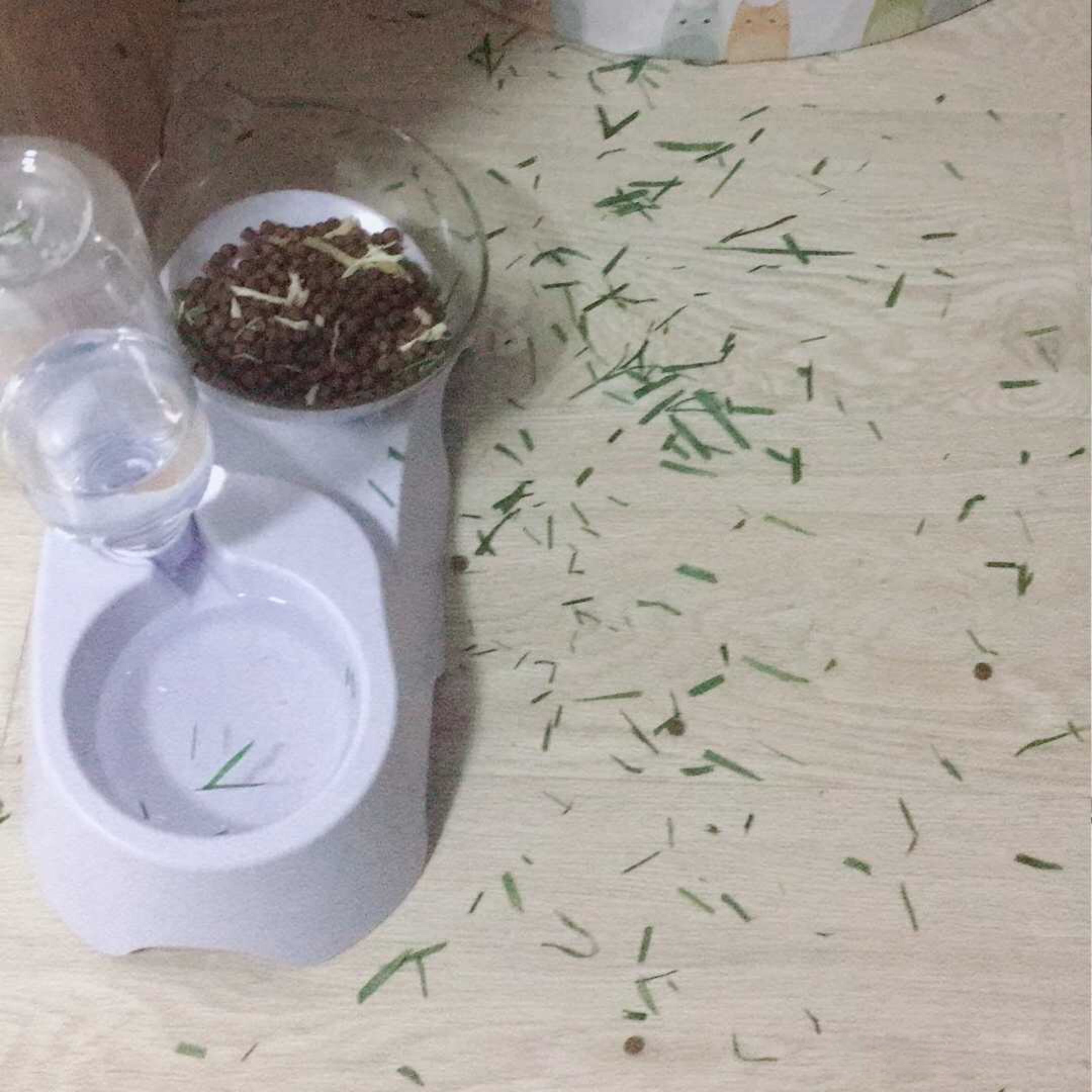 猫不吃猫草应该怎么办,猫不吃猫草怎么办