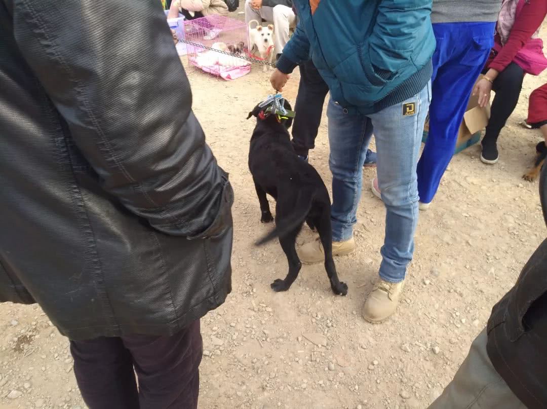 狗市给网友买黑色拉布拉多,出售拉布拉多幼犬50元一只