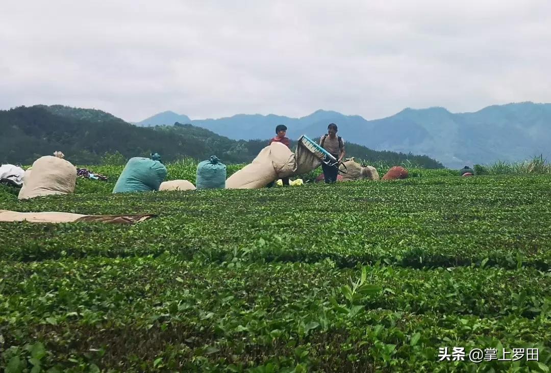 英山历史简介,湖北英山简介