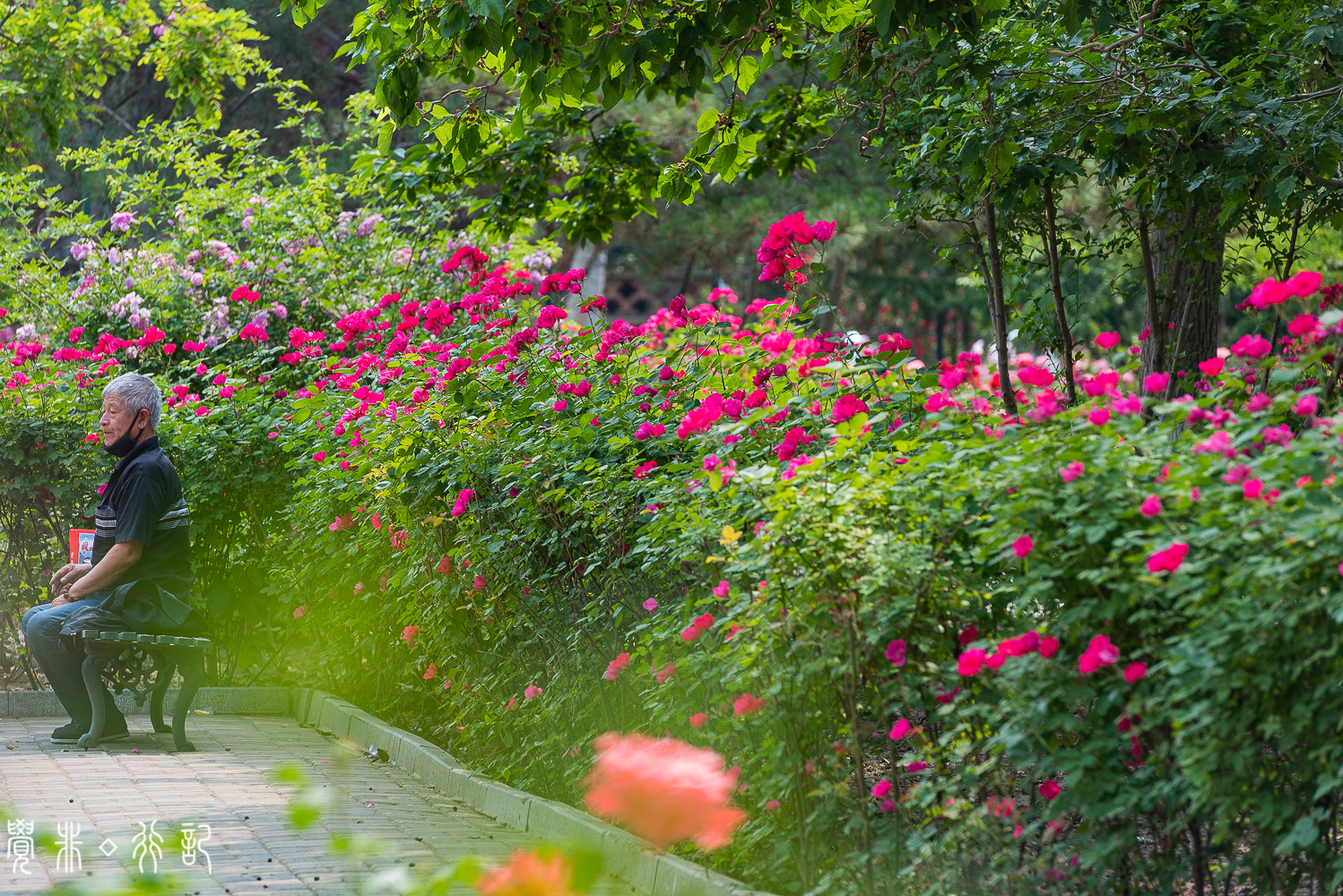 月季花中国特有品种,从中国运到欧洲的四种月季
