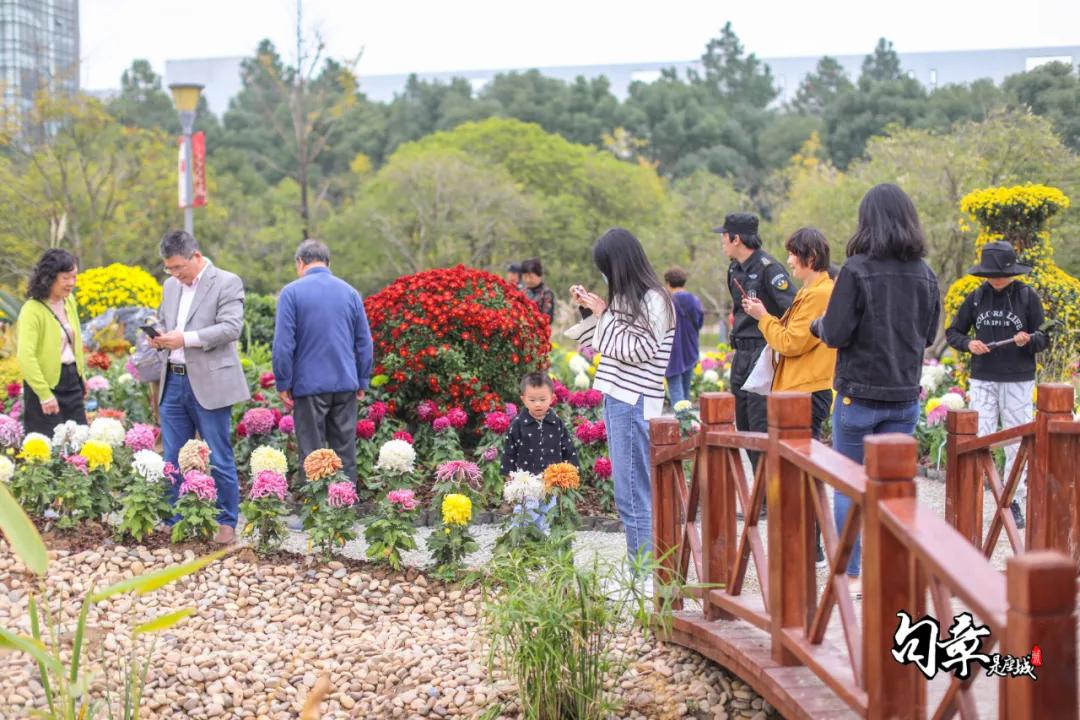 兴化千垛菊花海,广州海心沙菊花海