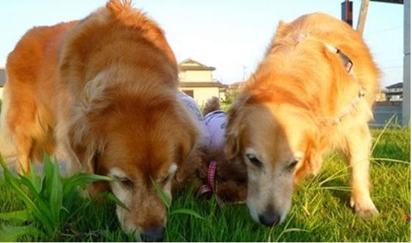 一分钟告诉你不要养金毛,养金毛一般都要注意些什么