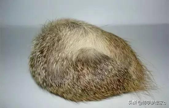 安宫牛黄丸对清热解毒效果很好,安宫牛黄丸如何起到开窍的作用