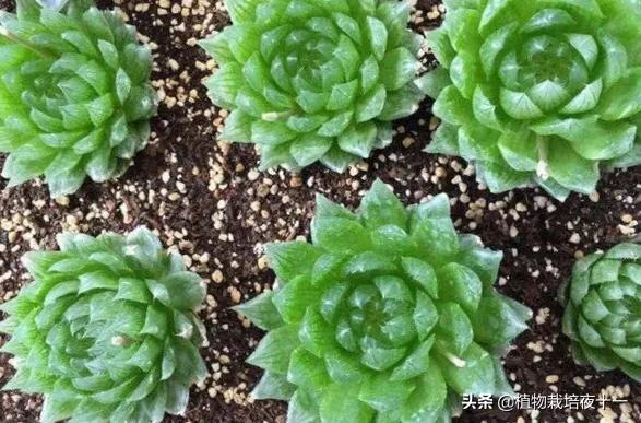 多肉樱水晶长高了怎么办,樱水晶多肉开花图片