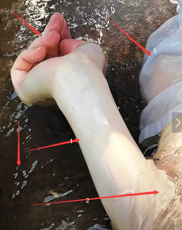 他画了个水中少女，被机器人识别为照片，放大十倍后，专家安静了