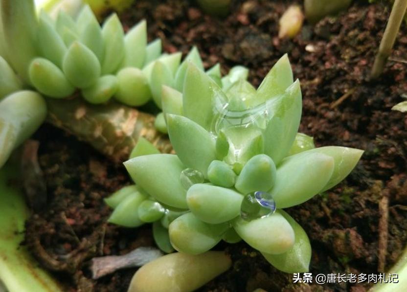 多肉千佛手叶插,多肉千佛手幼苗如何养殖