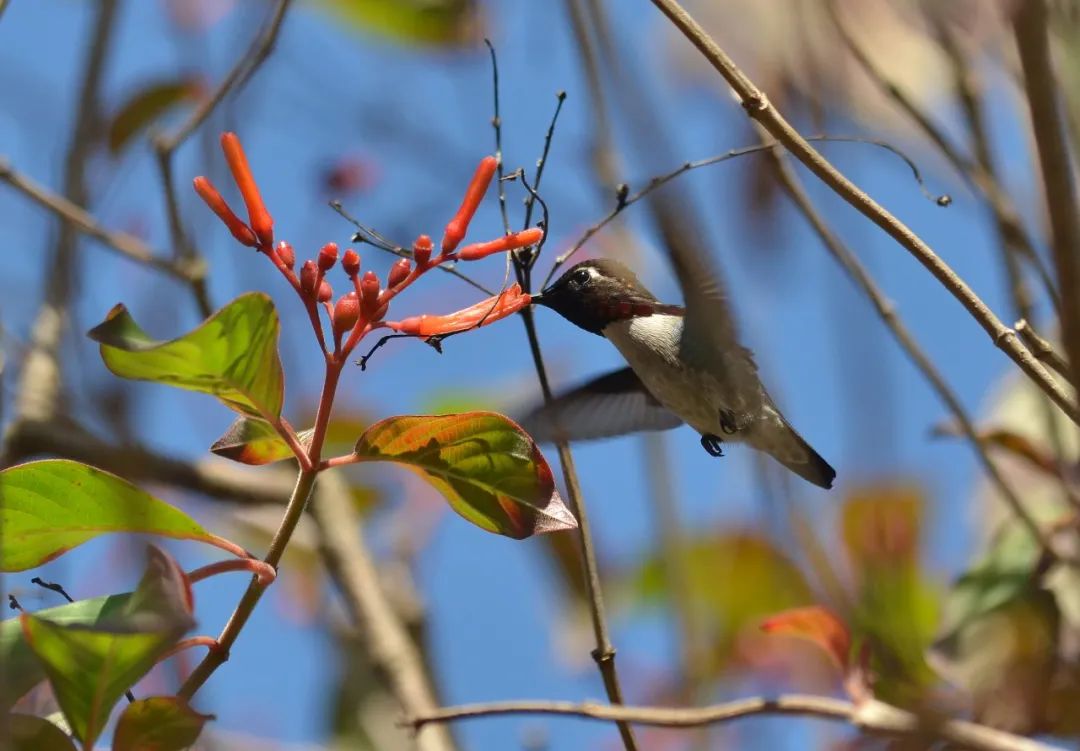 吸蜜蜂鸟：惊艳森林的彩虹小宝石