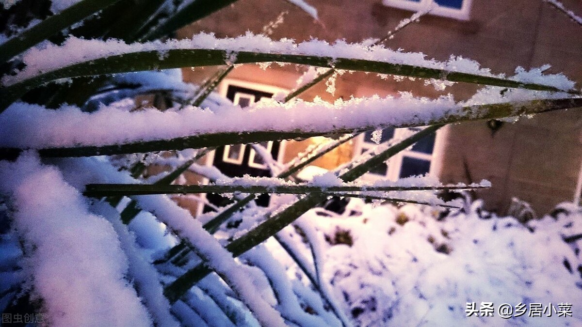 辣椒苗栽了后用薄膜能提高地温吗,移栽辣椒苗后用什么药