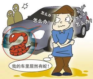 村民家中惊现2米长眼镜王蛇,近3米长眼镜王蛇出没