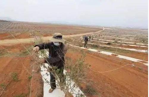 种植石榴树要什么时候种,石榴种植园种石榴树的正确方法