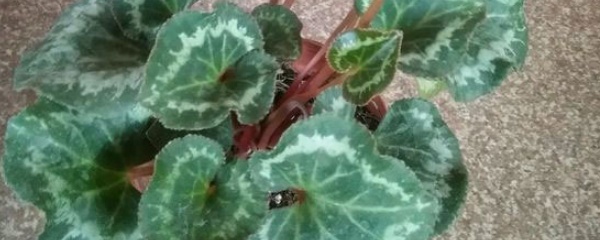 仙客来怎么养殖,如何养殖仙客来