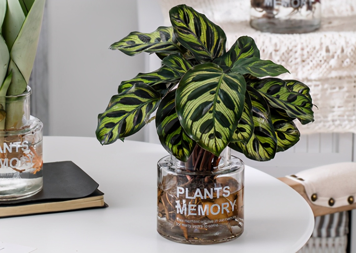 竹芋黄叶的原因和处理办法,竹芋叶片发黄是什么原因