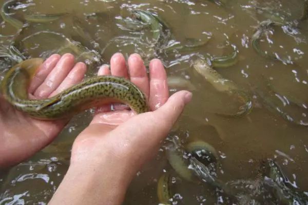泥鳅养殖技术教学,华农园特大泥鳅养殖