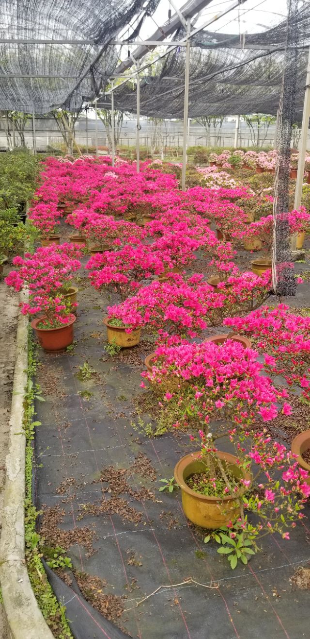 又是清明雨上折菊寄故人,清明雨上折菊寄相思