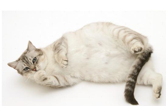 流浪猫咪怀孕时需要注意什么,如何判断猫咪是否怀孕了