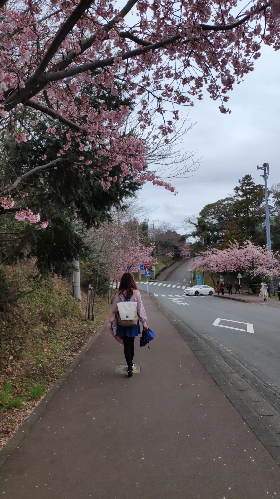 日本本州旅游攻略亲子,日本本州攻略