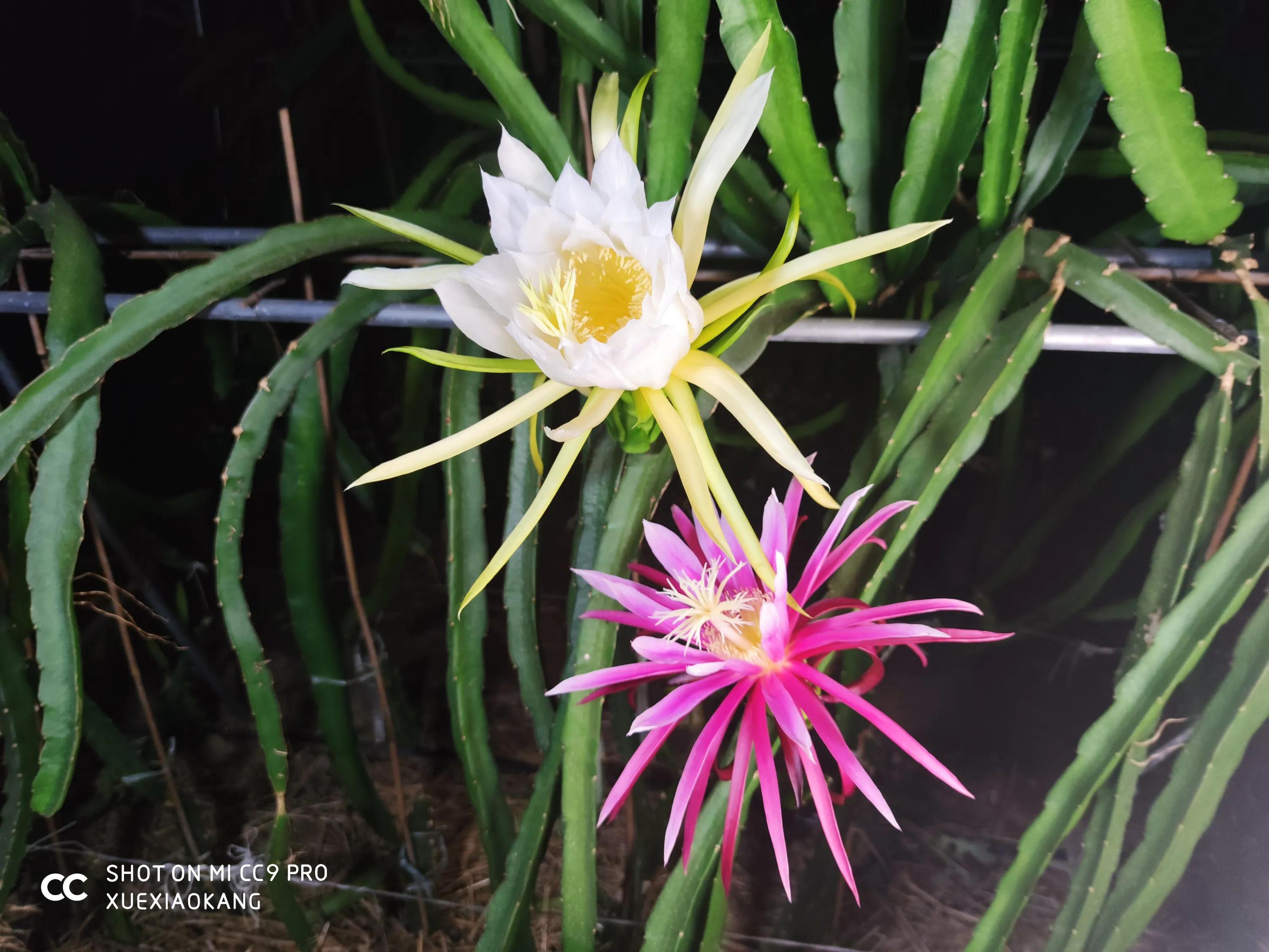 火龙果品种好吃,火龙果品种大全大图