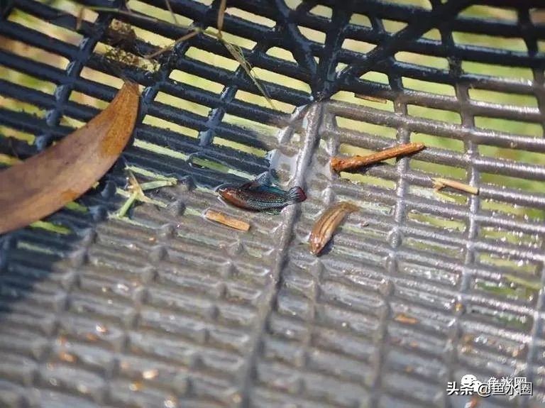 泰国斗鱼和中国斗鱼的杂交品种,中国斗鱼与泰国斗鱼哪个更厉害