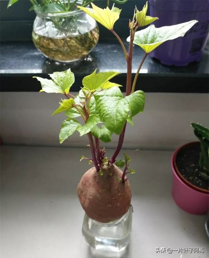 一节山药丢水里，疯狂长藤“冒金豆”，赏叶又吃豆，*管双**齐下