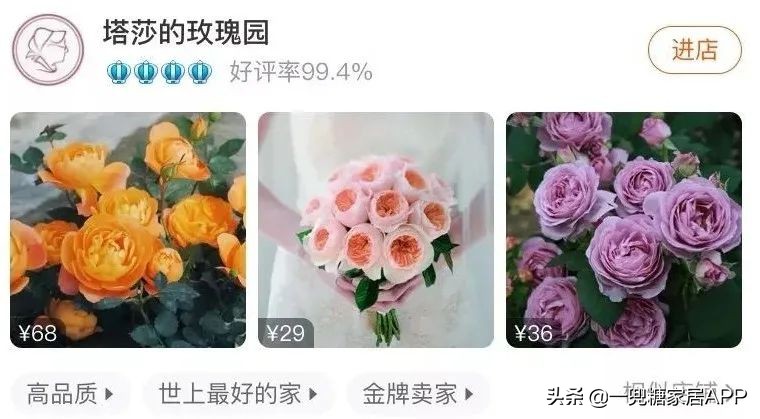 开花植物店铺推荐,适合店铺开花植物