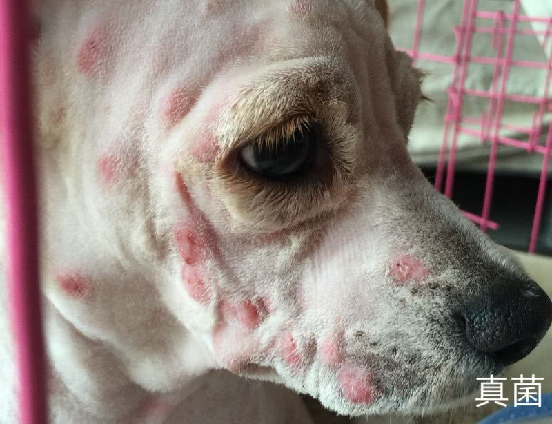 养宠小知识狗狗眼屎多怎么办,养宠小知识狗狗掉毛补什么营养