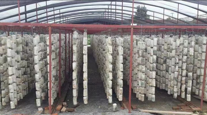 【原创】黑木耳代料栽培技术