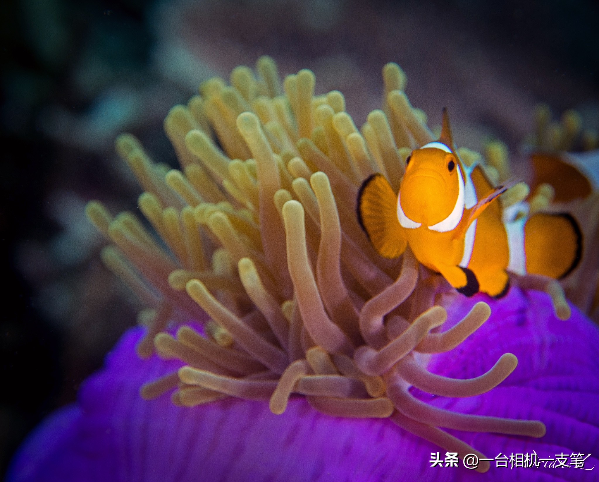 马来西亚隐世小岛,隐世海岛美景