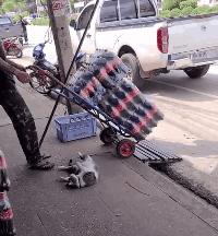 哈士奇剃发前后,哈士奇剃了两道杠