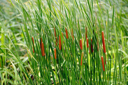 香蒲竹子睡莲哪种不是水生植物,香蒲对应的植物