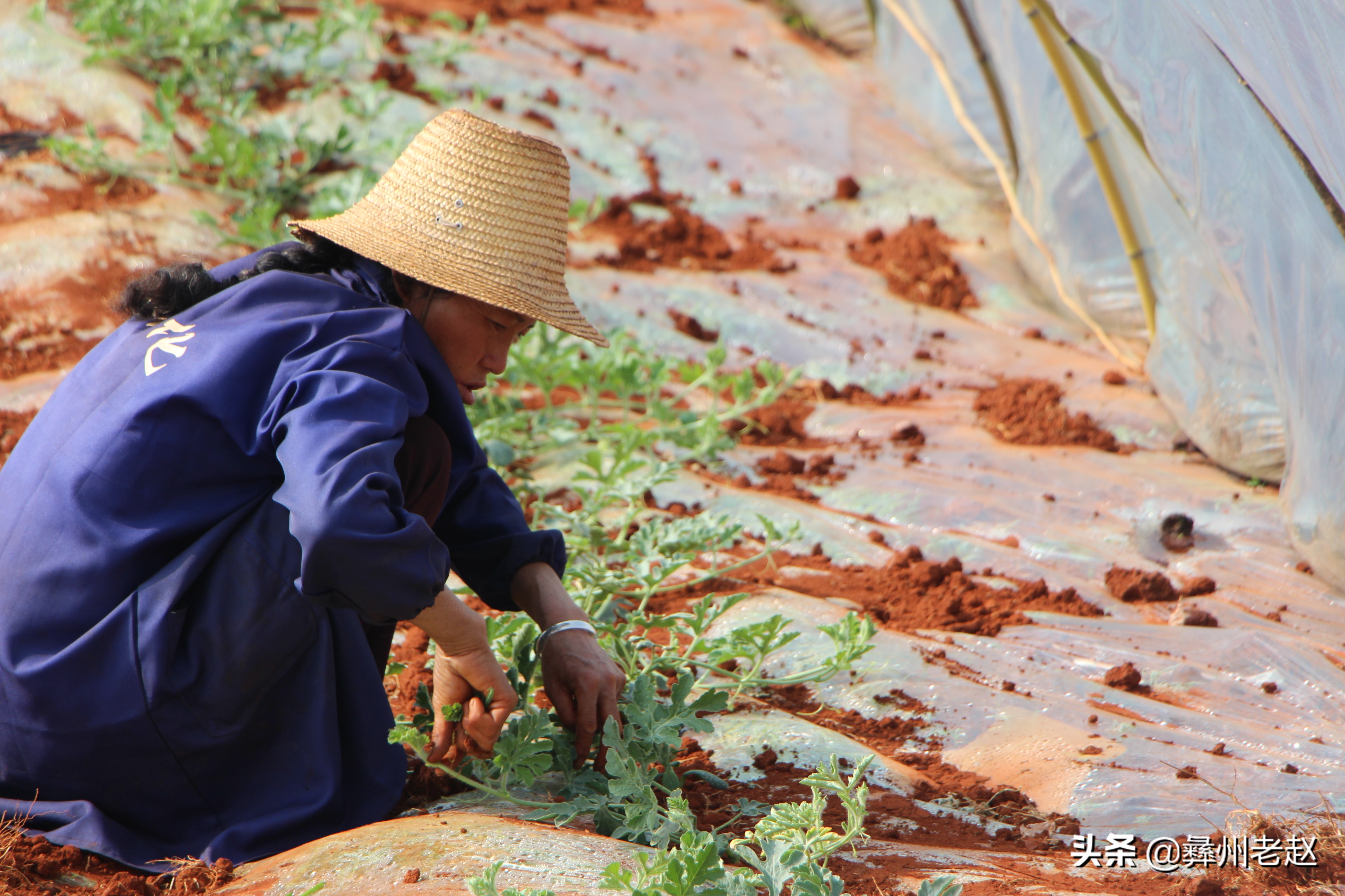西瓜大蔓整枝能不能长大,西瓜压蔓整枝疏果等管理方法