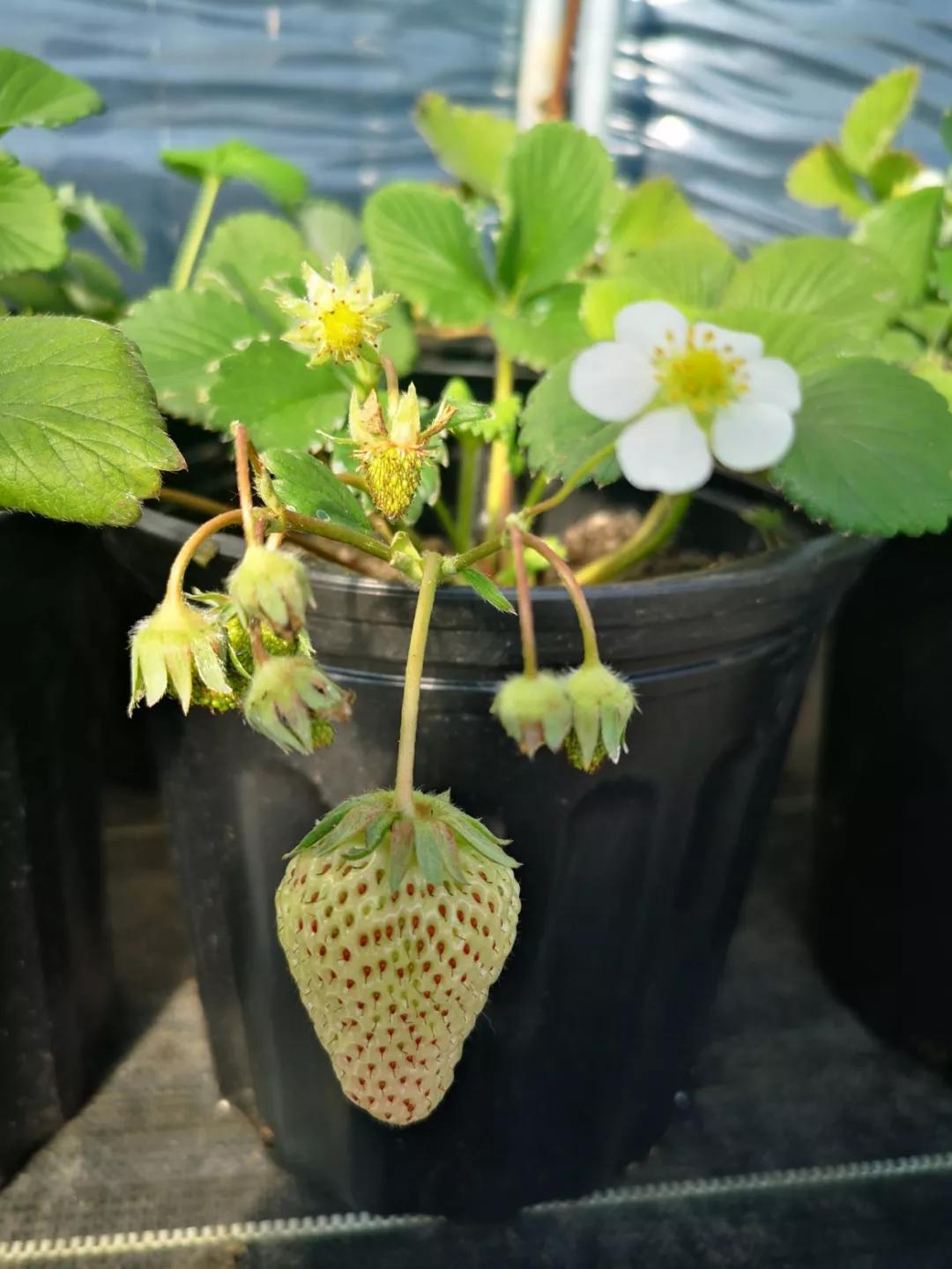 春天买盆小苗苗，嘟噜嘟噜直结果，吃完一茬又一茬