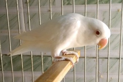 面类牡丹鹦鹉品种介绍及图片,牡丹鹦鹉品种介绍及图片和名字