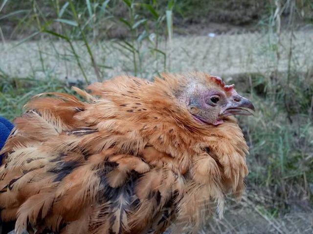 鸡鸭鹅关节肿大吃什么药,鸡鸭鹅肿头肿脸