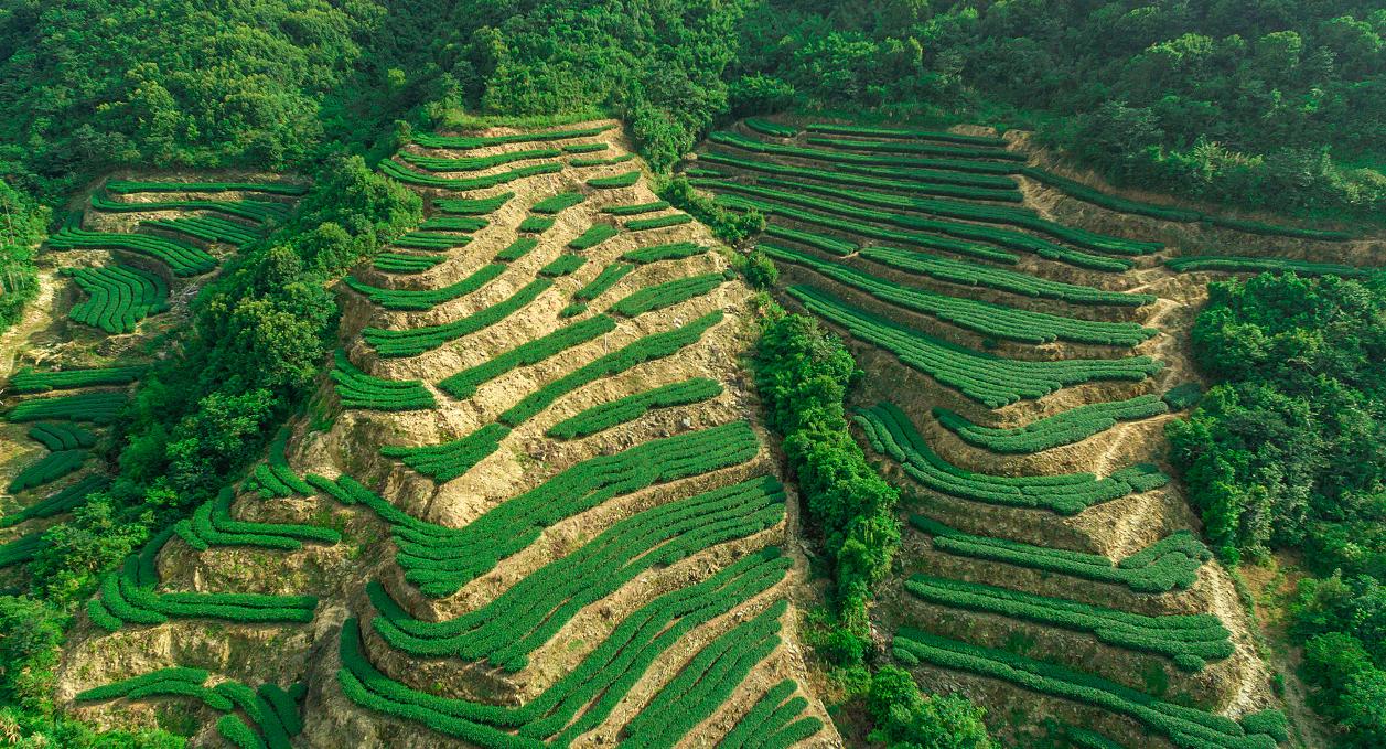 惠东县横坑五指嶂茶叶,横坑五指嶂价格