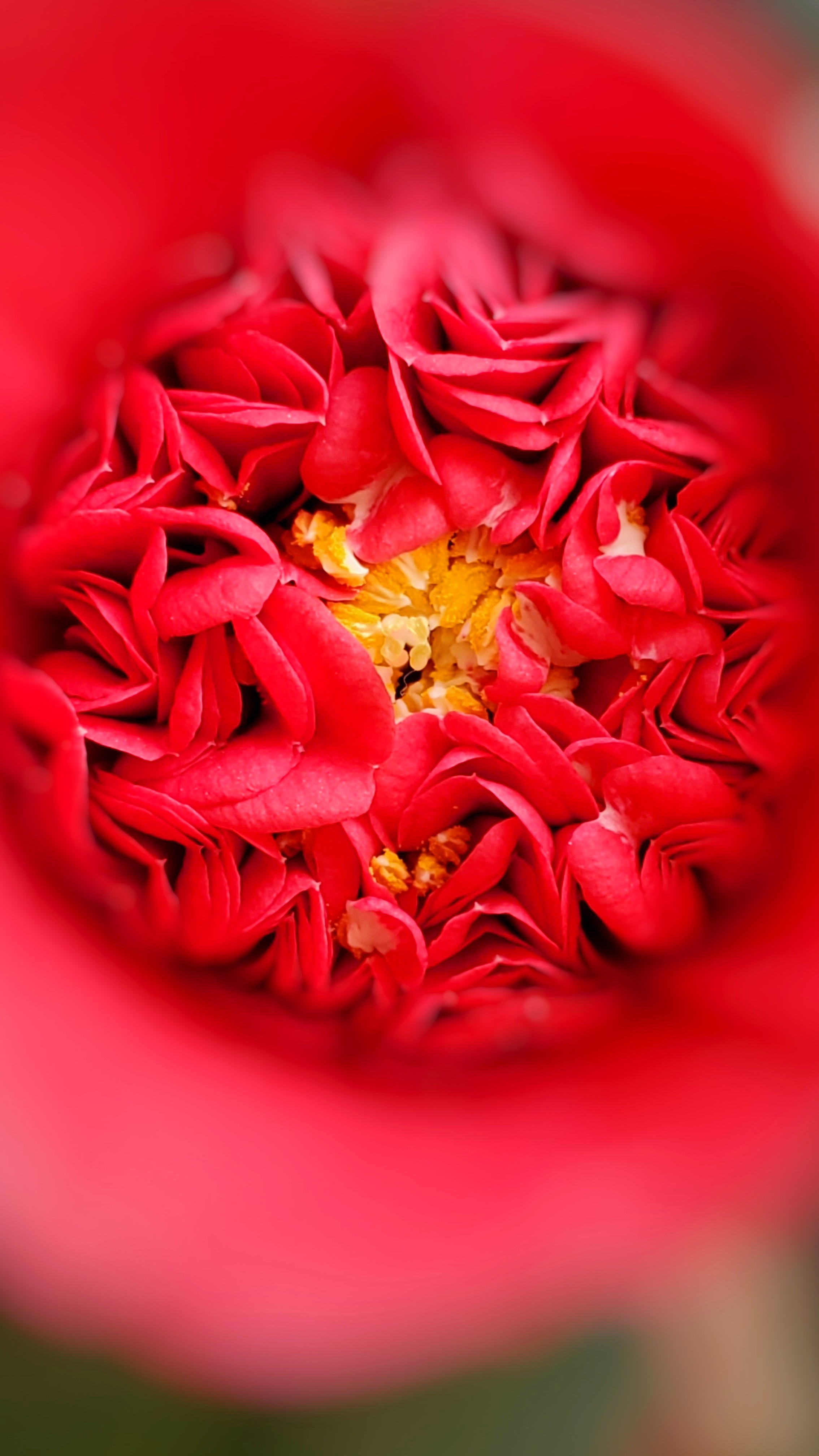 和春住。带着小神兽去踏青