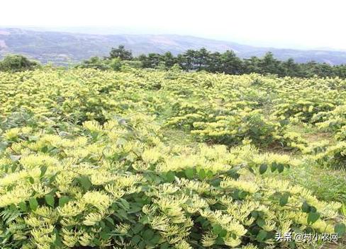 农村开山种什么最赚钱,农村种植什么最赚钱年入十几万
