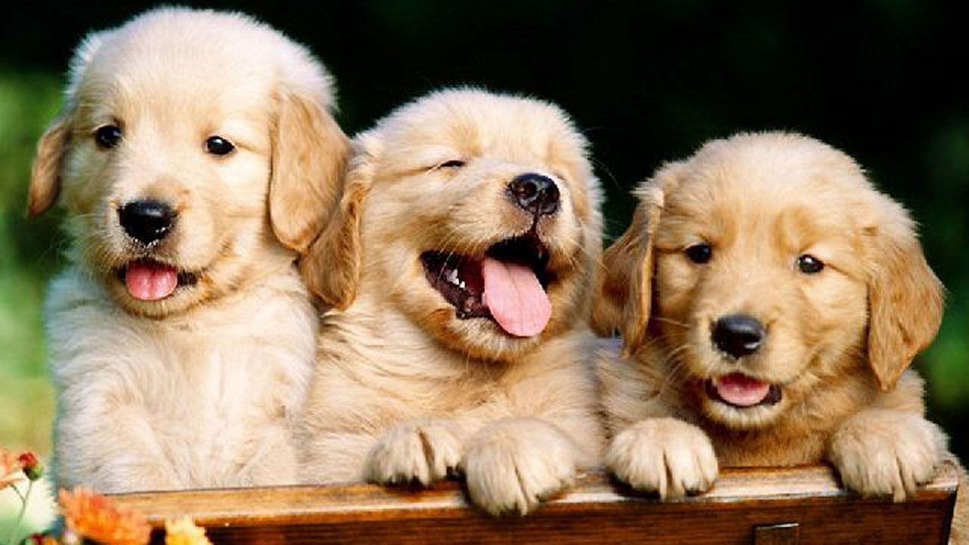 怎么判断刚到家的狗有没有病,小狗到家怎么分辨是病狗还是好狗