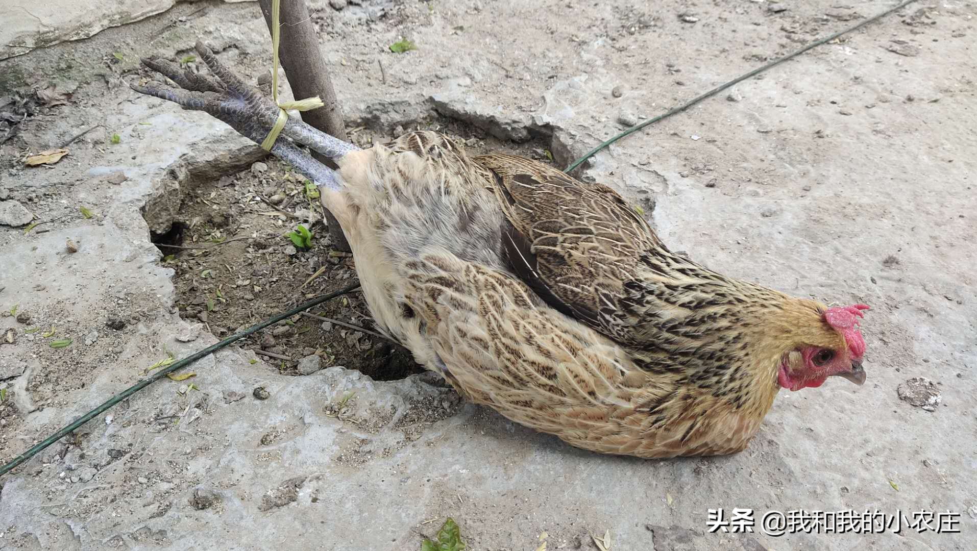 母鸡抱窝要怎么移窝,母鸡抱窝前的征兆