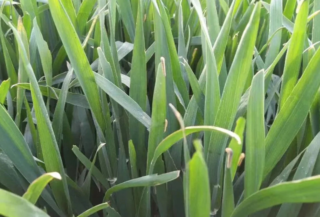 小麦虫最佳防治时间,小麦生虫出蛾怎样防控