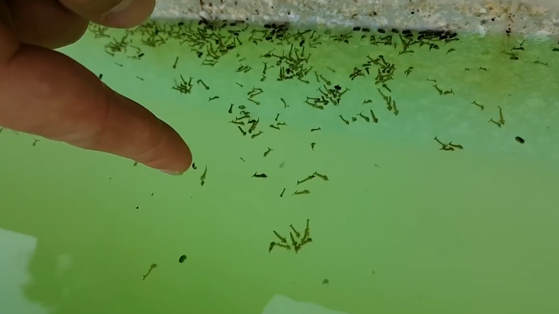 消灭外来入侵物种食蚊鱼,食蚊鱼入侵现状及危害