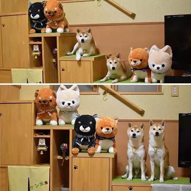日本博主给两只柴犬买了几十只玩偶，变成大型实物版“连连看”…