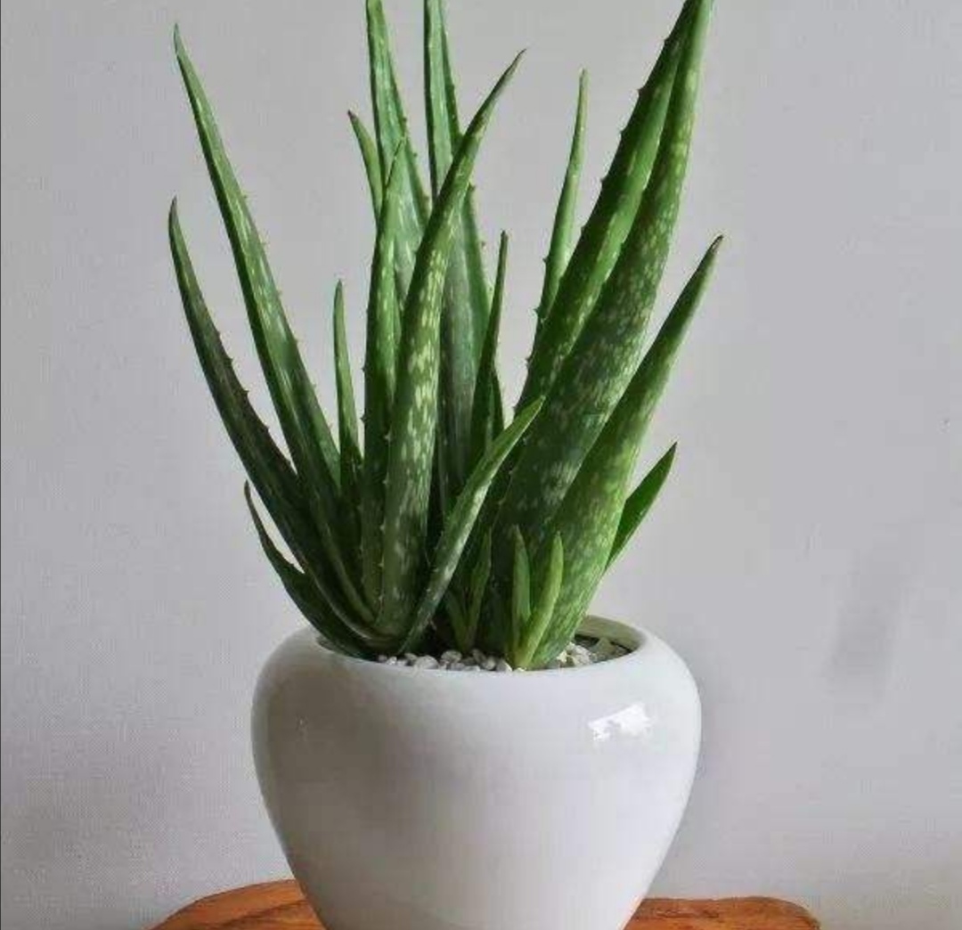 家里养的芦荟怎么做好吃,家里养芦荟的用法和功效