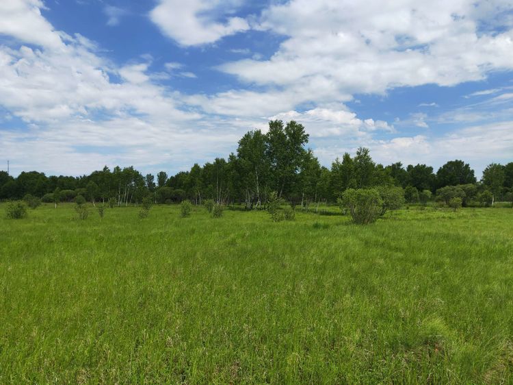 美丽的高岭塞罕坝,美丽的高岭朗诵