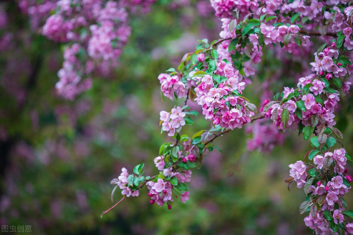 诗词里的春天作文600字,诗词里的春天的手抄报
