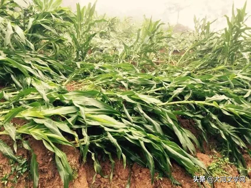 顽强的玉米|作者:张文丽