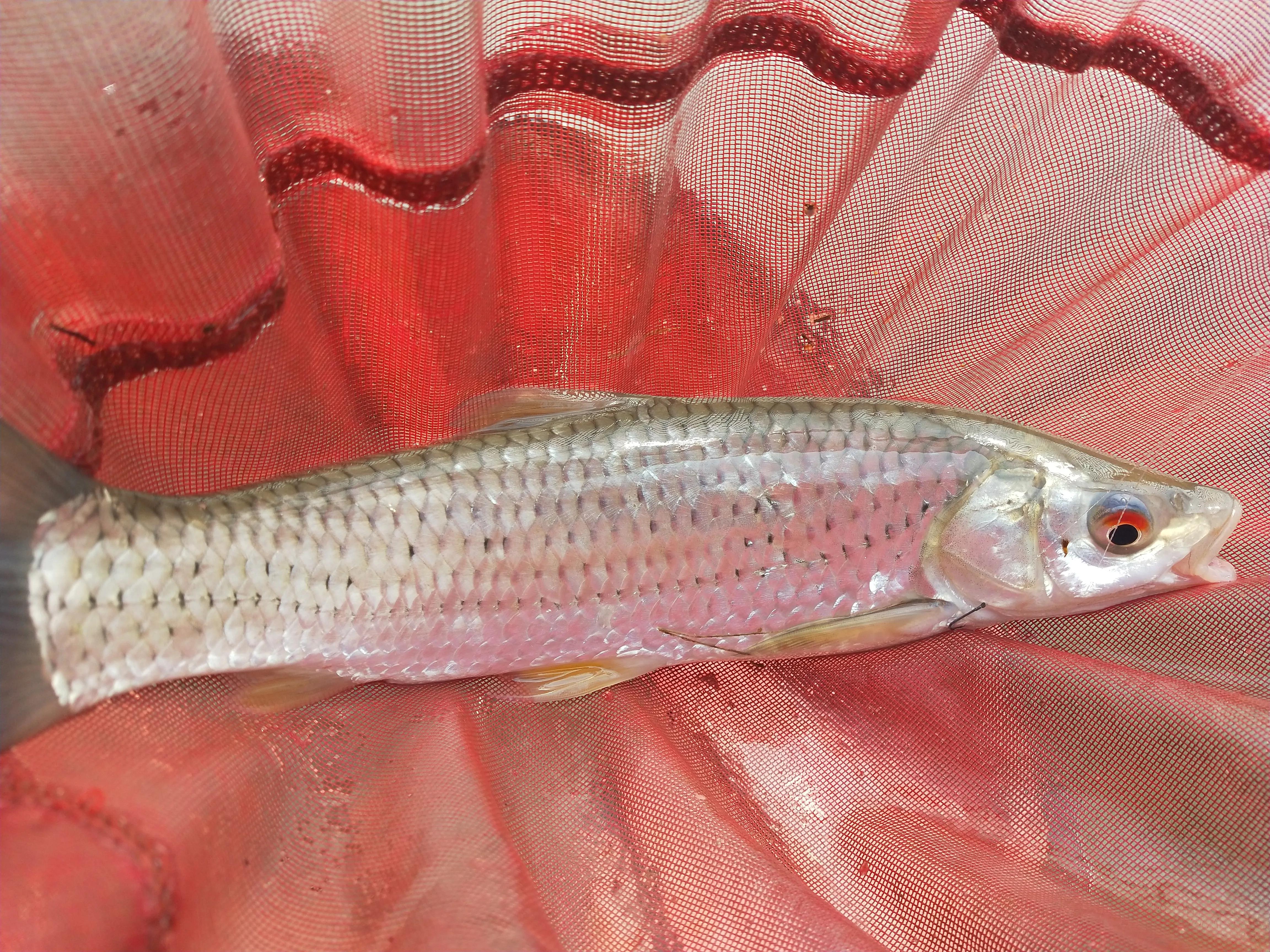 自制冷冻饵野钓效果,自己做大罗非专用饵