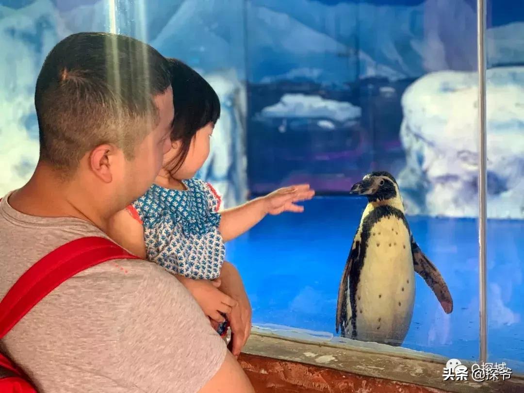 8-12岁重庆萌妹快来免费学潜水画海洋绘画还可得1大1小亲子票