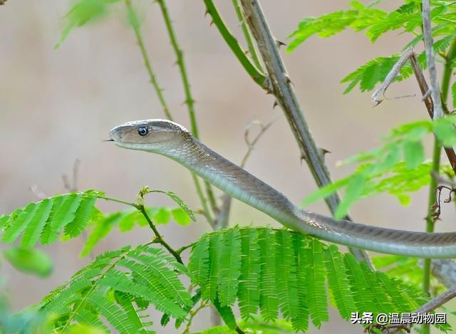 黑曼巴蛇的特征,黑曼巴蛇有多恐怖能秒杀非洲狮