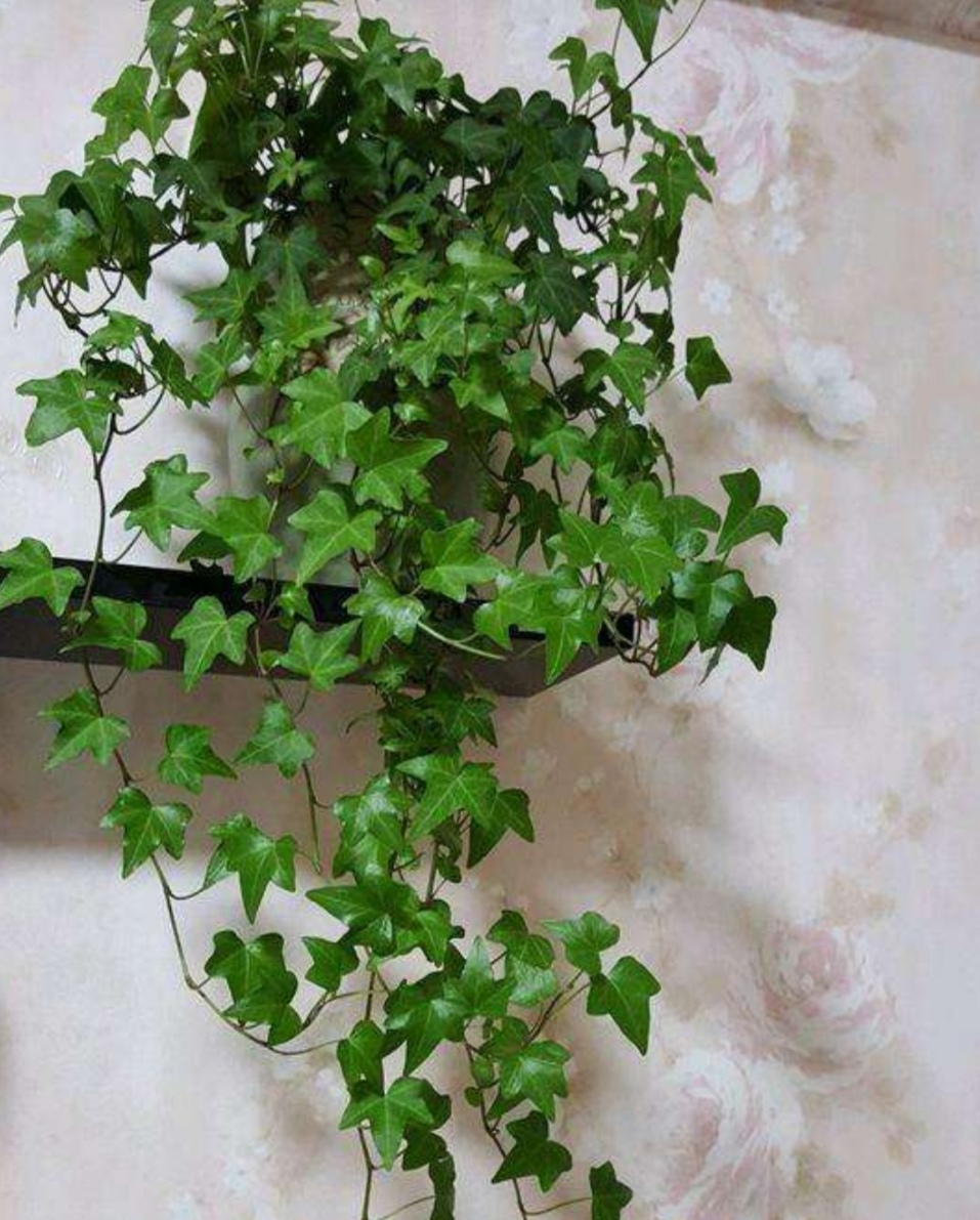 室内适合养的18种植物图片,室内客厅适合养的18种植物